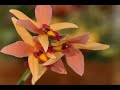 exposição internacional de orquideas,tokyo,2007