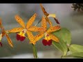 ORQUIDEAS-TOKYO by ISAO