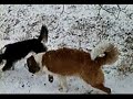 Maggy und Aika im Schnee Maggy und Aika im Schnee