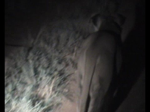 briczar22 - scary encounter with pride of lions at night on safari at kariega game reserve, SA.