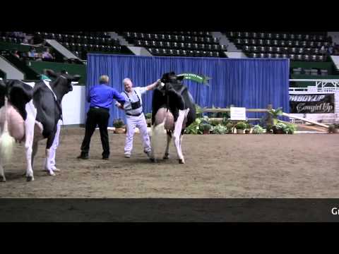 grand national results