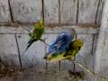 budgies-mating-fight