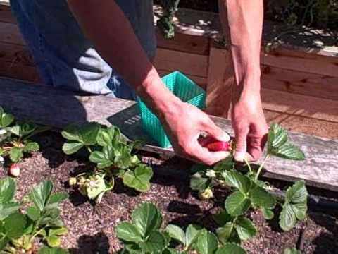 how to fertilize strawberries