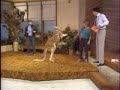 Willard -- Funny or Flawed?