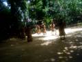villagers tribal dance - vanuatu villagers tribal dance - vanuatu