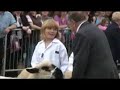 Great Yorkshire Show 2008 - sheep 10-14 accredited