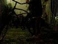 videos de robando