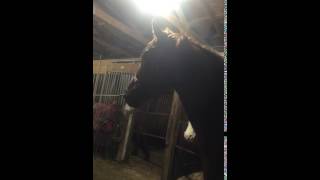 Fancy Gets a Stall, a Dare Collar, and the Hiccups...