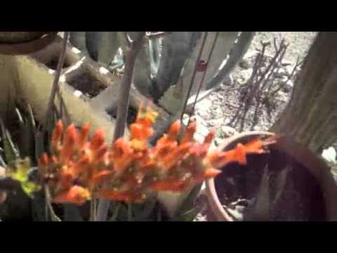 how to replant an ocotillo