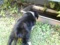 videos de mi sheltie!!