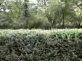 videos de buah