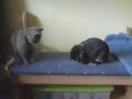 Quintus und Kitty - Kaninchen hält Katze in Schach!!!