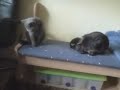 Quintus und Kitty - Kaninchen hält Katze in Schach!!! Quintus und Kitty - Kaninchen hält Katze in Schach!!!