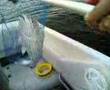 حداق نقرور بن رضا - صيد سمك كويت kuwait fishing