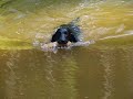 2009 07 16 溜池での対岸からのレトリーブ