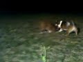 Cat and Dog: best friends