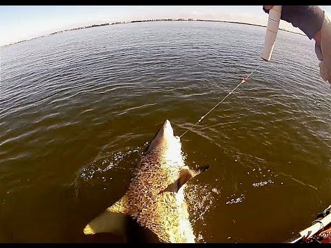 Shallow Water Sharking FL - Big Ole Spinner,
