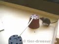 mouse agility