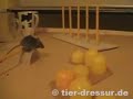 mouse agility mouse agility