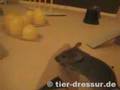 mouse agility