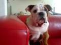 Engelse bulldog