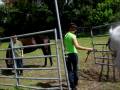 My Only Child pony
