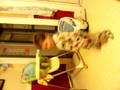 videos de Hip Hop Dancing toddler
