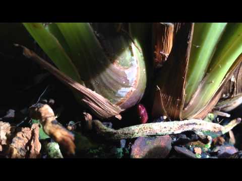 how to plant cymbidium