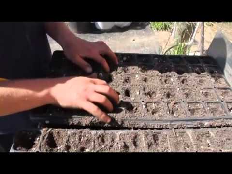 how to grow lettuce from a seed