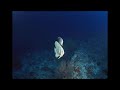 marine conservation [High Quality]