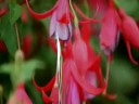 Weekly News special - Tatton Park RHS Show