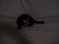 Jack in a Blanket