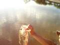solovino en la presa el borrado sabinas coah