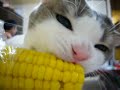 ?????? ! Let me eat some corn! (This is the original) ?????? ! Let me eat some corn! (This is the original)