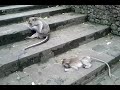 После драки альфа самцов 3