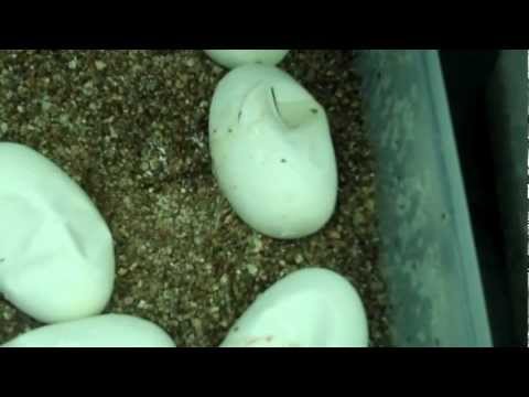 YouTube reptile video