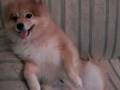 ソファでまったり犬