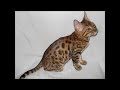 Click here to watch this video Random ♥