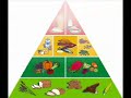 Pir�mide Alimentar