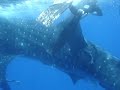 Puerto Rico Whale Shark Freediving Spearfishing