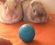 We are NOT Amused (even if the human is)