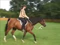 Clicker Training Head Down Under Saddle Clicker Training Head Down Under Saddle