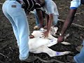 vacas del i.u.t cariaco en venezuela