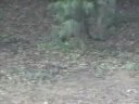 Squirrel Takes Pear up Tree