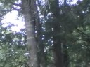 Squirrel Takes Pear up Tree