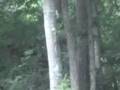 videos de Squirrel Takes Pear up Tree