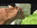 Last calf of season 2009.wmv