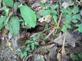 Tricking a Theraphosa blondi out of a burrow - French Guyana