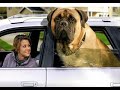 kurdish kangal vs english mastiff dog fight
