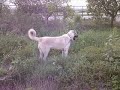 kurdish kangal vs english mastiff dog fight